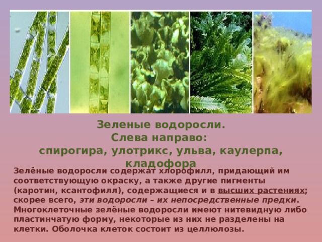 Зеленые водоросли. Слева направо: спирогира, улотрикс, ульва, каулерпа, кладофора Зелёные водоросли содержат хлорофилл, придающий им соответствующую окраску, а также другие пигменты (каротин, ксантофилл), содержащиеся и в высших растениях ; скорее всего, эти водоросли – их непосредственные предки . Многоклеточные зелёные водоросли имеют нитевидную либо пластинчатую форму, некоторые из них не разделены на клетки. Оболочка клеток состоит из целлюлозы. 