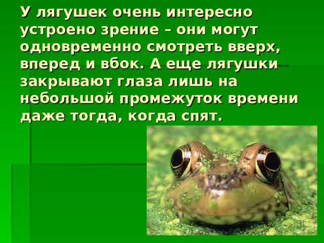 У лягушек очень интересно устроено зрение – они могут одновременно смотреть вверх, вперед и вбок. А еще лягушки закрывают глаза лишь на небольшой промежуток времени даже тогда, когда спят. 