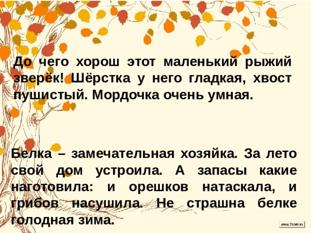 До чего хорош этот маленький рыжий зверёк! Шёрстка у него гладкая, хвост пушистый. Мордочка очень умная.  Белка – замечательная хозяйка. За лето свой дом устроила. А запасы какие наготовила: и орешков натаскала, и грибов насушила. Не страшна белке голодная зима. 