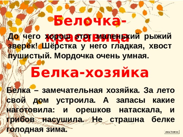 Белочка-красавица  До чего хорош этот маленький рыжий зверёк! Шёрстка у него гладкая, хвост пушистый. Мордочка очень умная.  Белка-хозяйка  Белка – замечательная хозяйка. За лето свой дом устроила. А запасы какие наготовила: и орешков натаскала, и грибов насушила. Не страшна белке голодная зима. 