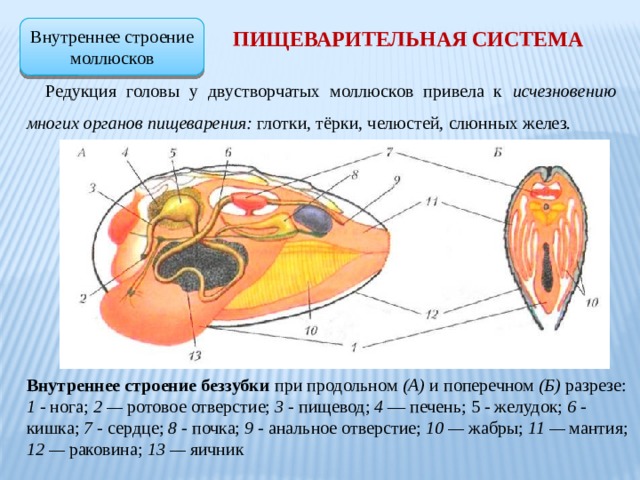 Внутреннее строение моллюсков Пищеварительная система Редукция головы у двустворчатых моллюсков привела к исчезновению многих органов пищеварения: глотки, тёрки, челюстей, слюнных желез. Внутреннее строение беззубки при продольном (А) и поперечном (Б) разрезе: 1 - нога; 2 — ротовое отверстие; 3 - пищевод; 4 — печень; 5 - желудок; 6 - кишка; 7 - сердце; 8 - почка; 9 - анальное отверстие; 10 — жабры; 11 — мантия; 12 — раковина; 13 — яичник 