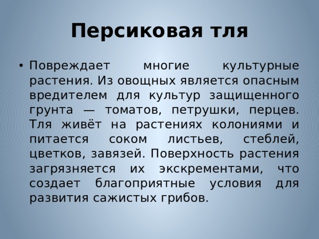 Персиковая тля Повреждает многие культурные растения. Из овощных является опасным вредителем для культур защищенного грунта — томатов, петрушки, перцев. Тля живёт на растениях колониями и питается соком листьев, стеблей, цветков, завязей. Поверхность растения загрязняется их экскрементами, что создает благоприятные условия для развития сажистых грибов. 