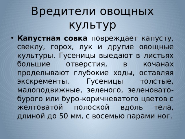 Вредители овощных культур Капустная совка повреждает капусту, свеклу, горох, лук и другие овощные культуры. Гусеницы выедают в листьях большие отверстия, в кочанах проделывают глубокие ходы, оставляя экскременты. Гусеницы толстые, малоподвижные, зеленого, зеленовато-бурого или буро-коричневатого цветов с желтоватой полоской вдоль тела, длиной до 50 мм, с восемью парами ног. 