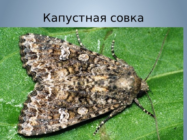 Капустная совка 