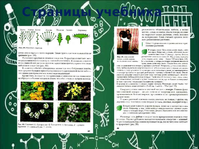 Страницы учебника 