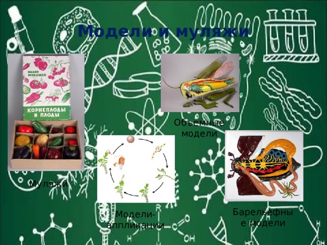 Модели и муляжи Объемные модели Муляжи Барельефные модели Модели- аппликации 