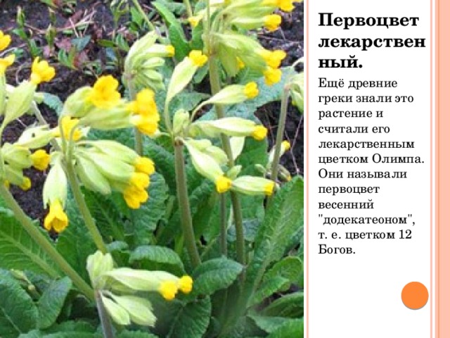 Первоцвет лекарственный. Ещё древние греки знали это растение и считали его лекарственным цветком Олимпа. Они называли первоцвет весенний 
