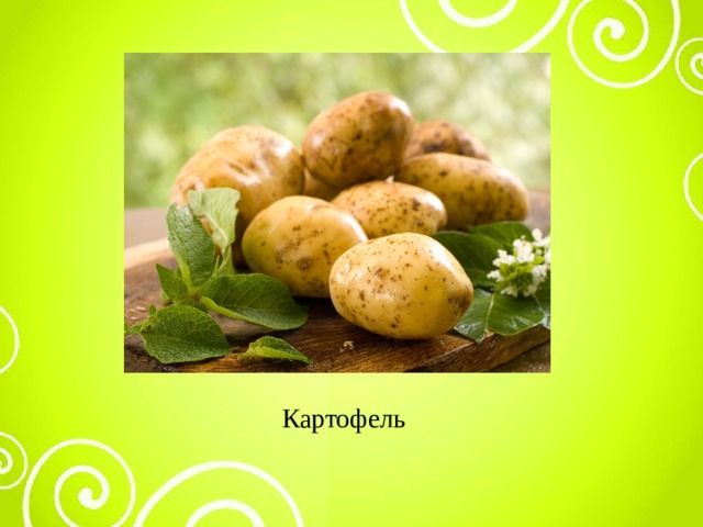 Картофель 