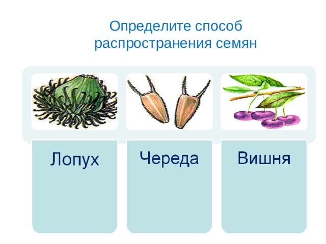 Определите способ распространения семян 