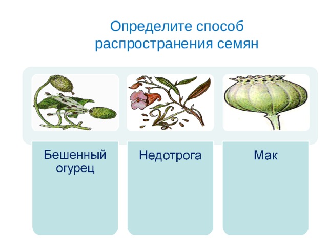 Определите способ распространения семян 