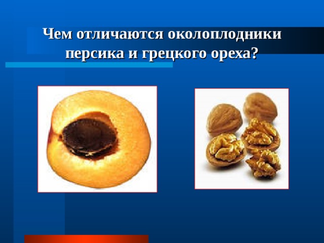 Чем отличаются околоплодники персика и грецкого ореха? 