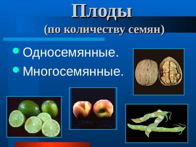 Плоды  (по количеству семян) Односемянные. Многосемянные. 