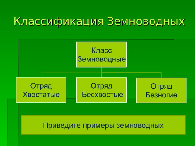 Классификация земноводных схема