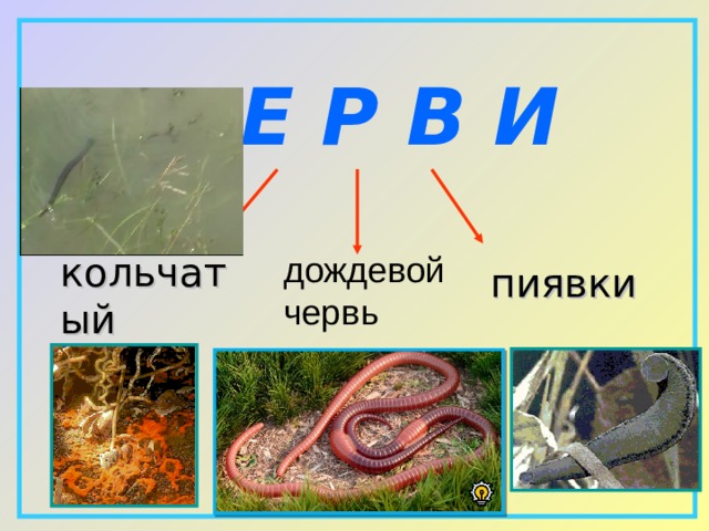 Причины разнообразия животного мира презентация 7 класс