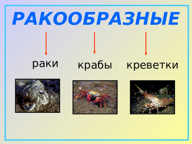 РАКООБРАЗНЫЕ  раки   крабы  креветки 