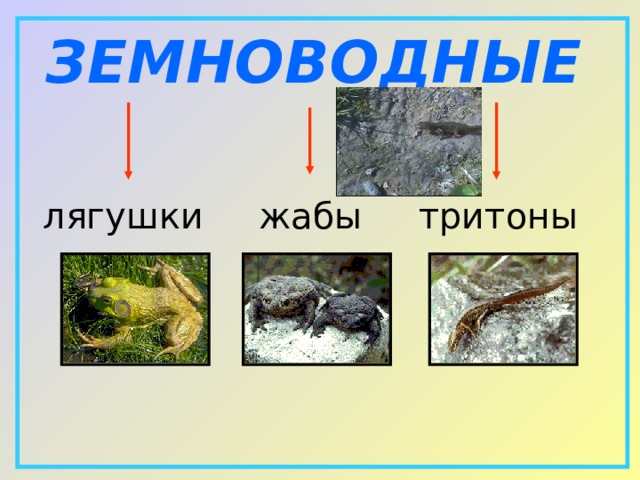 ЗЕМНОВОДНЫЕ лягушки  жабы  тритоны 