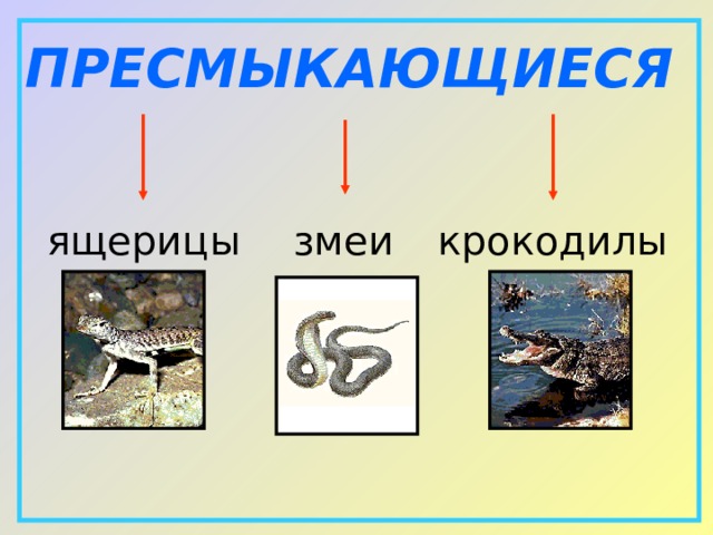 ПРЕСМЫКАЮЩИЕСЯ ящерицы  змеи  крокодилы 