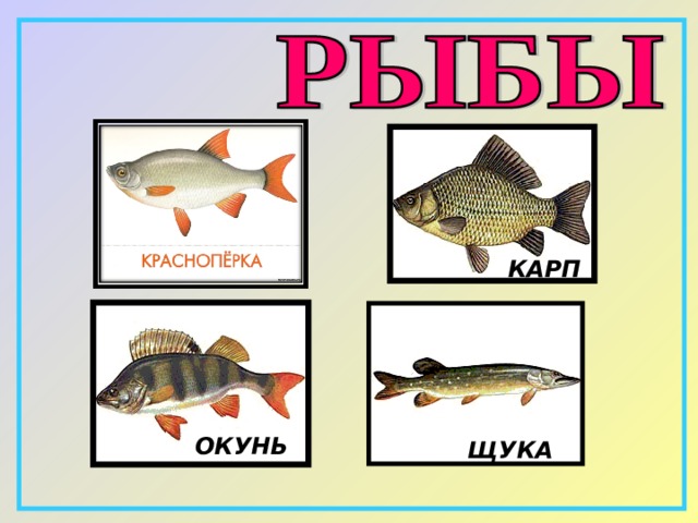 КАРП ОКУНЬ ЩУКА 