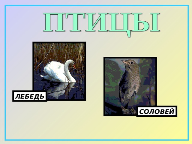   ЛЕБЕДЬ СОЛОВЕЙ 