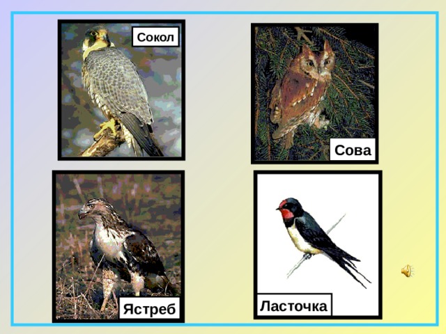 Сокол Сова Ласточка Ястреб 