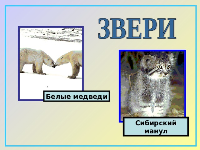 Белые медведи C ибирский манул 