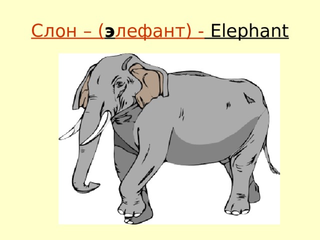 Слон – ( э лефант) - Elephant 