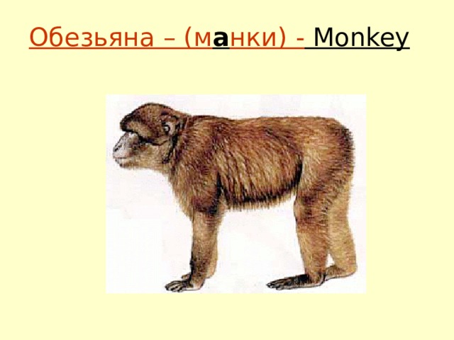 Обезьяна – (м а нки) - Monkey 