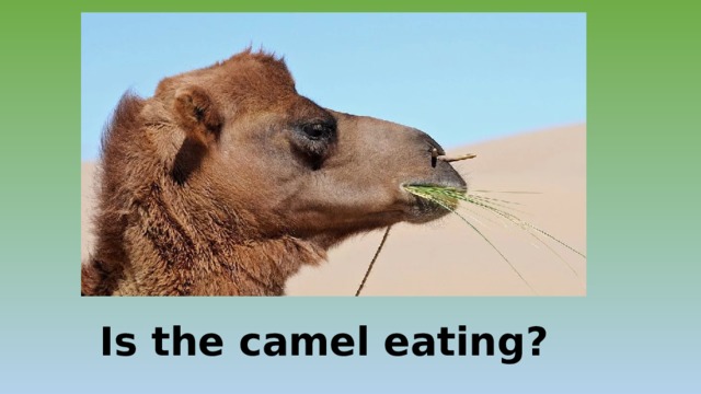 Is the camel eating? … 