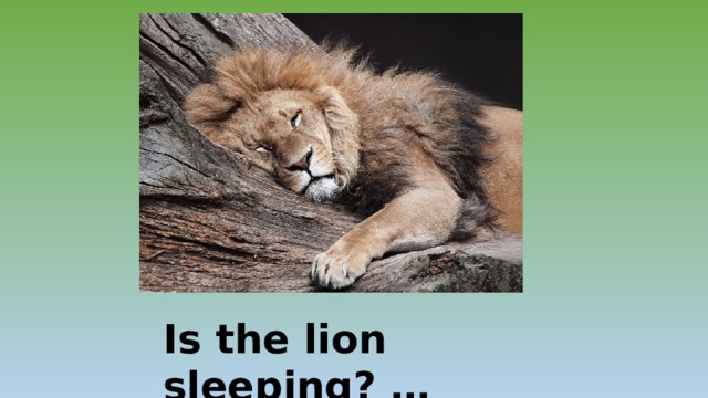 Is the lion sleeping? … 
