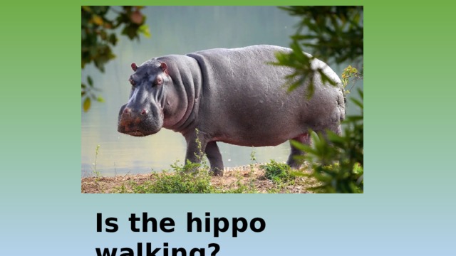 Is the hippo walking? … 