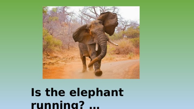 Is the elephant running? … 