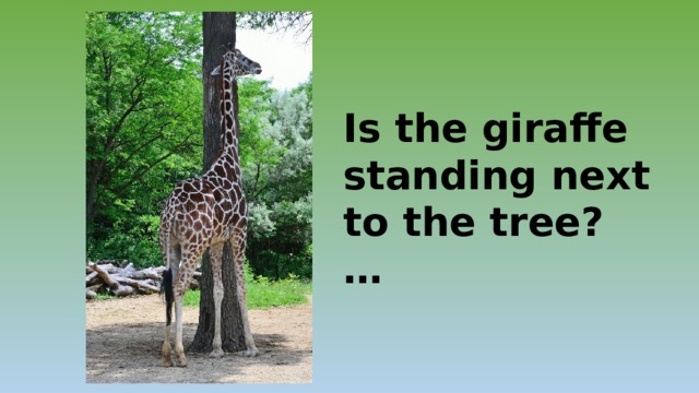 Is the giraffe standing next to the tree? … 