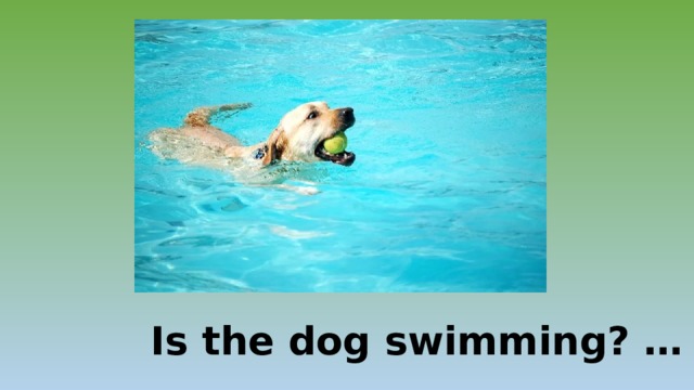 Is the dog swimming? … 