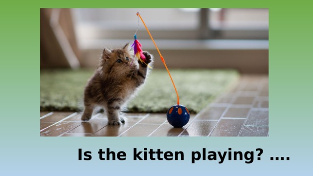 Is the kitten playing? …. 