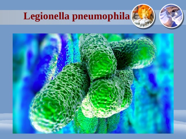 Legionella pneumophila 