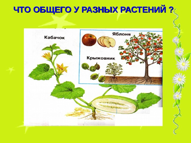 ЧТО ОБЩЕГО У РАЗНЫХ РАСТЕНИЙ ?  