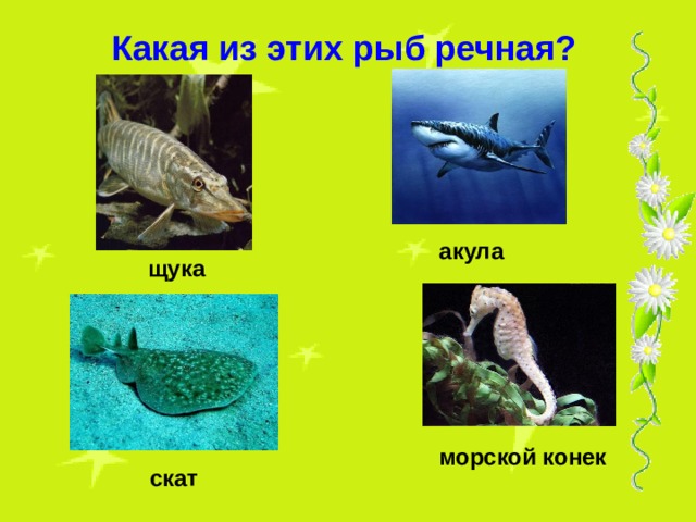 Какая из этих рыб речная? акула щука  морской конек скат  