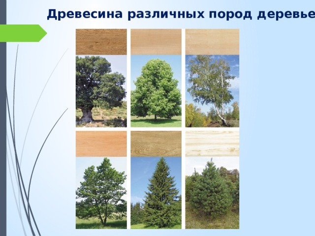 Древесина различных пород деревьев 