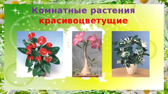 Комнатные растения красивоцветущие 