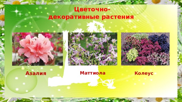   Цветочно-  декоративные растения Азалия Колеус Маттиола 