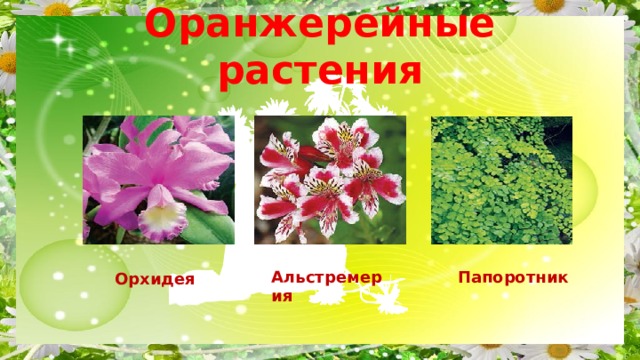 Орхидея Оранжерейные растения Альстремерия Папоротник 