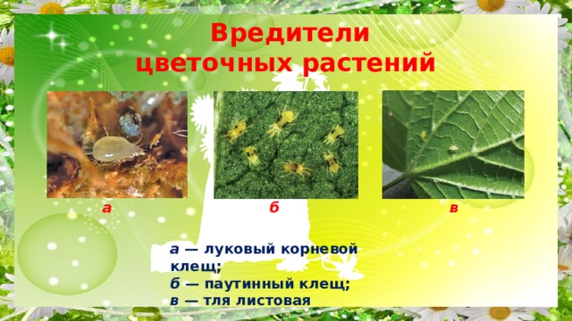  Вредители  цветочных растений а б в а — луковый корневой клещ; б — паутинный клещ; в — тля листовая 