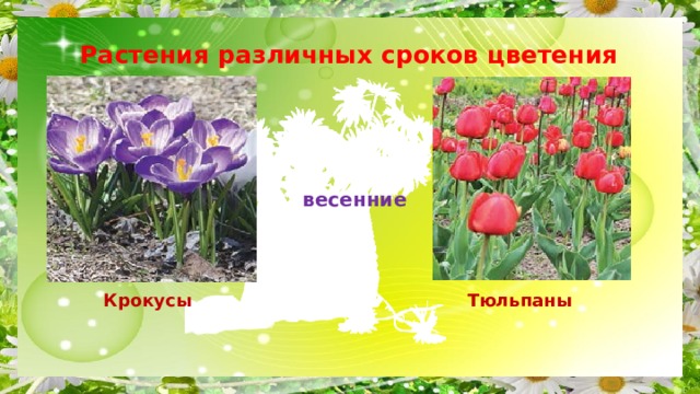  Растения различных сроков цветения весенние Крокусы Тюльпаны 