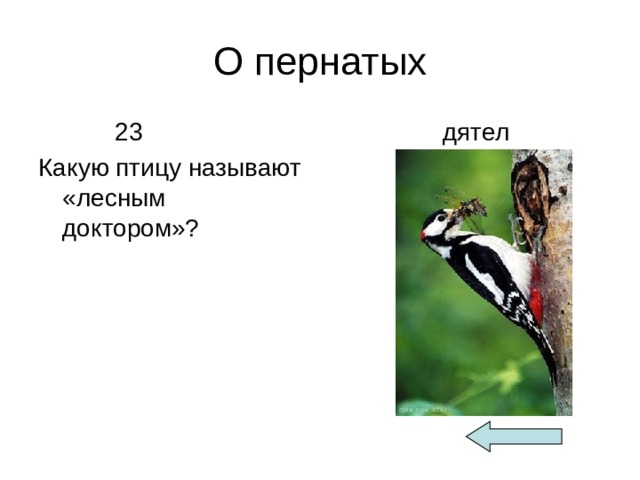 Птица лесной доктор