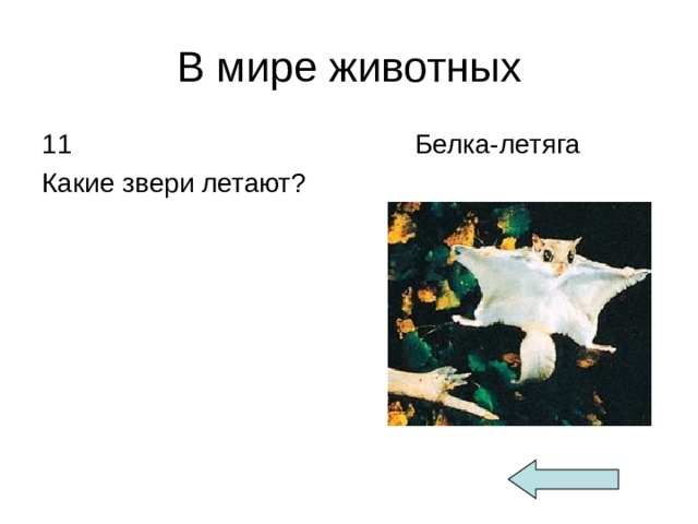 В мире животных 11 Какие звери летают?  Белка-летяга 