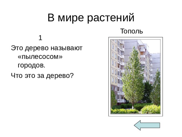 В мире растений  Тополь  1 Это дерево называют «пылесосом» городов. Что это за дерево? 