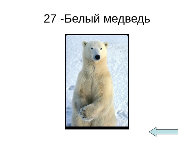 27 -Белый медведь 