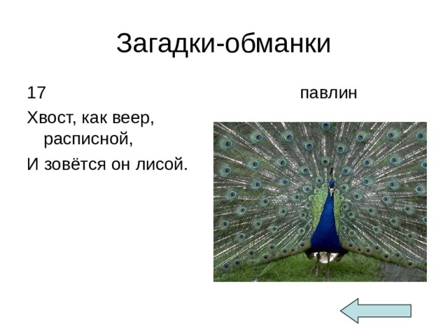 Загадки-обманки 17 Хвост, как веер, расписной, И зовётся он лисой.  павлин 