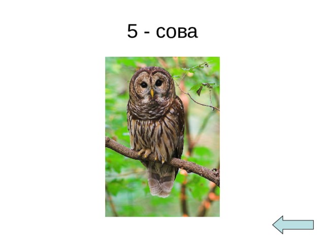 5 - сова 