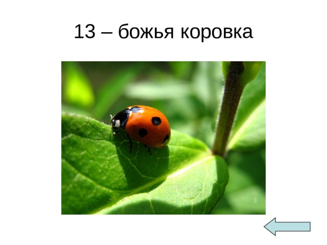 13 – божья коровка 